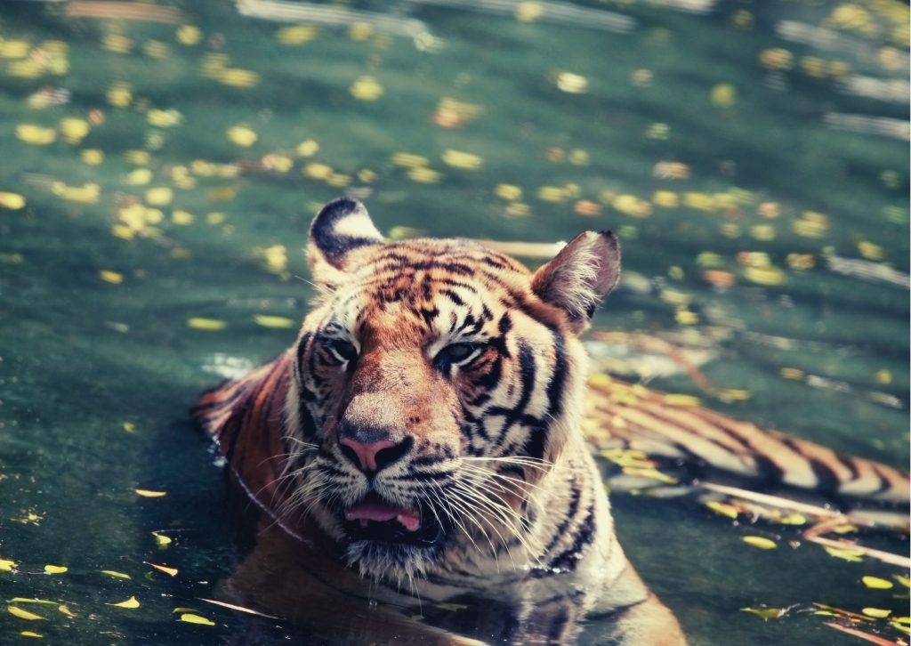 Previsioni astrologiche per il 2022 - tigre - acqua